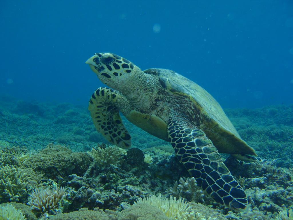 Okinawa Resort Zamami Ngoại thất bức ảnh
